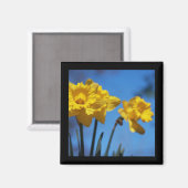 Daffodills Magnet (Vorderseite/Rückseite)