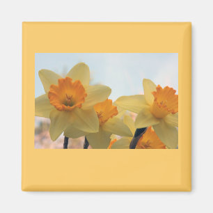 Daffodills Magnet