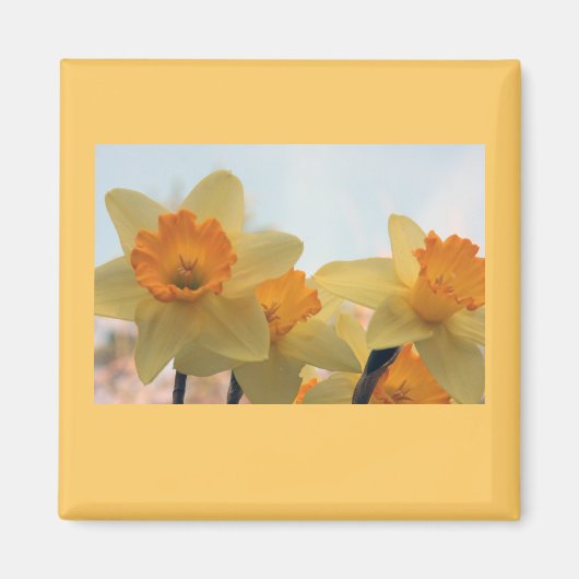 Daffodills Magnet (Vorne)