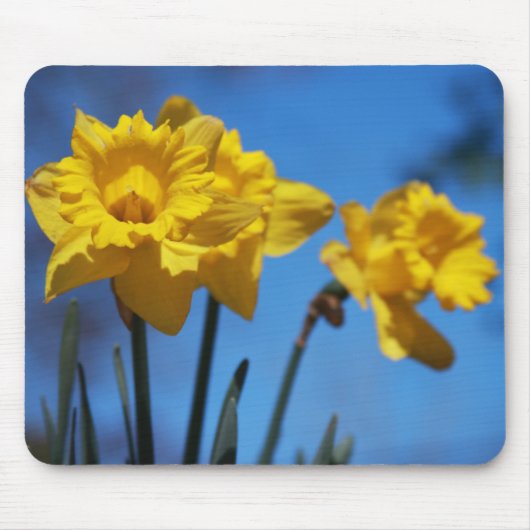 Daffodills Mousepad (Vorne)