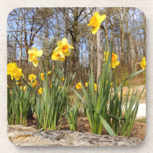 Daffodils at Easter Hard Plastic Coasters Getränkeuntersetzer