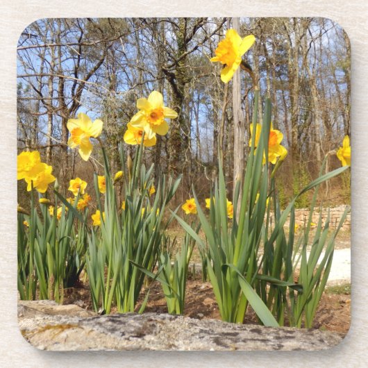 Daffodils at Easter Hard Plastic Coasters Getränkeuntersetzer (Vorderseite)