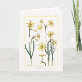 Daffodils Botanisch von Maurice Verneuil Blank Karte (Vorderseite)
