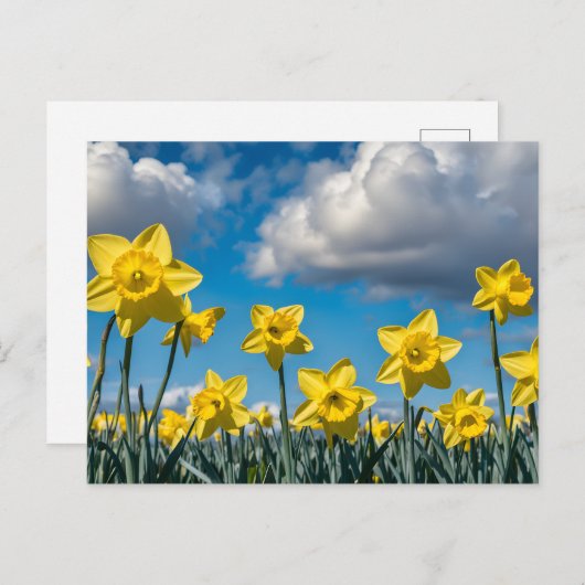 Daffodils Dancing Postkarte (Vorne/Hinten)