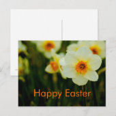 Daffodils  • Easter Postcard Feiertagspostkarte (Vorne/Hinten)