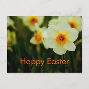 Daffodils • Easter Postcard Feiertagspostkarte