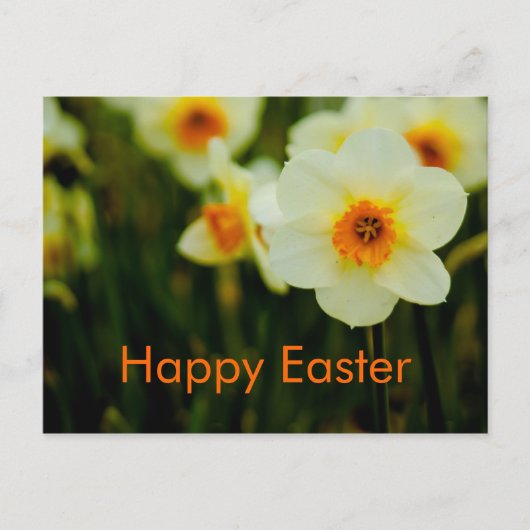 Daffodils  • Easter Postcard Feiertagspostkarte (Vorderseite)