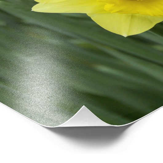 Daffodils Fotodruck (Ecke)