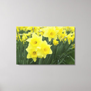 Daffodils Leinwanddruck