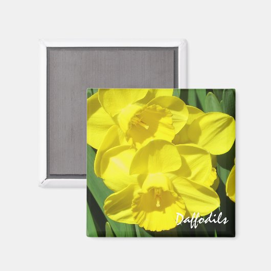 Daffodils Magnet (Vorderseite/Rückseite)