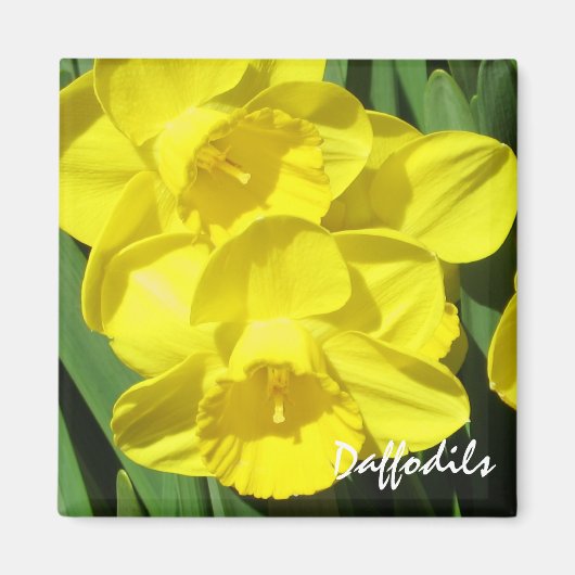 Daffodils Magnet (Vorne)