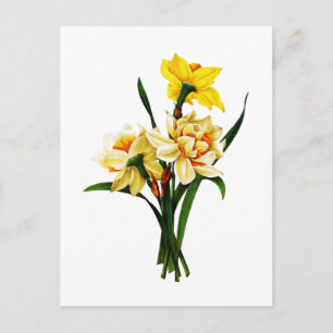 Daffodils or Narcissus By Pierre Joseph Redoute Postkarte