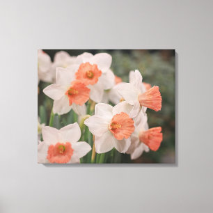 Daffodils Peach Leinwanddruck
