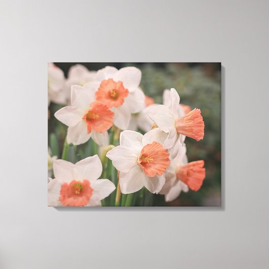 Daffodils Peach Leinwanddruck (Vorderseite)
