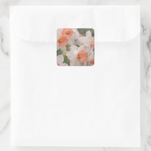 Daffodils Peach Quadratischer Aufkleber (Tasche)