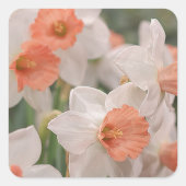 Daffodils Peach Quadratischer Aufkleber (Vorderseite)
