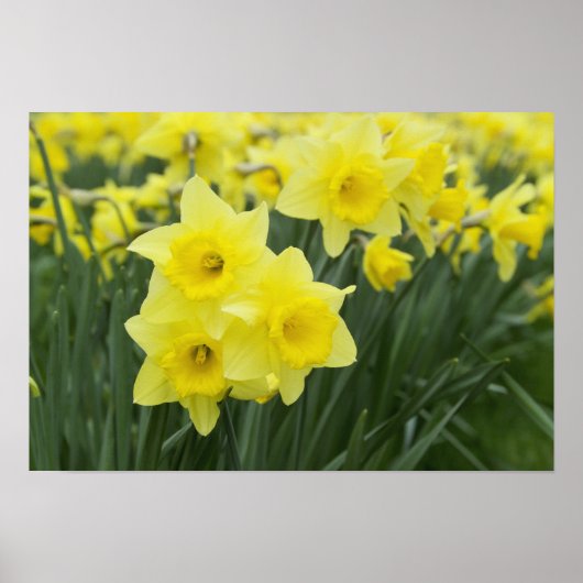 Daffodils Poster (Vorne)