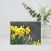 Daffodils Postkarte (Stehend Vorderseite)