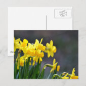 Daffodils Postkarte (Vorne/Hinten)