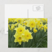 Daffodils Postkarte (Vorne/Hinten)