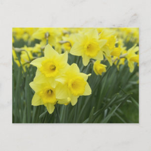 Daffodils Postkarte