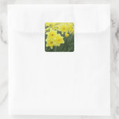 Daffodils Quadratischer Aufkleber (Tasche)