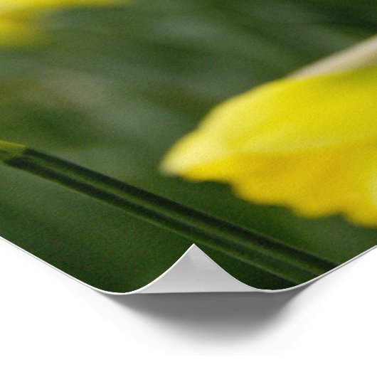 Daffodils (RF) Poster (Ecke)