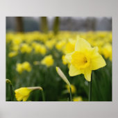 Daffodils (RF) Poster (Vorne)