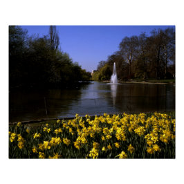 Daffodils St James's Park London Poster