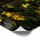 Daffodils St James's Park London Poster (Ecke)