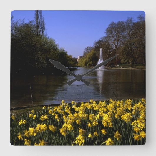 Daffodils St James's Park London Quadratische Wanduhr (Vorderseite)