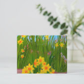 Daffodils: Susan Payne-Trutna Postkarte (Stehend Vorderseite)