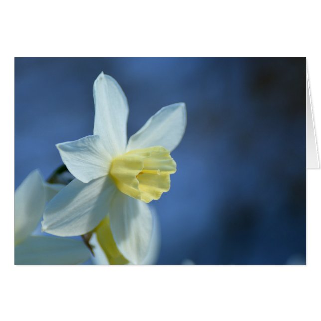 Daffodin im Frühjahr (Vorderseite (Horizontal))
