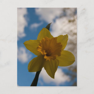 Daffodin im Frühjahr Postkarte
