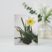 Daffodin im Schnee Postkarte (Stehend Vorderseite)