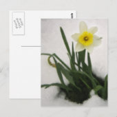 Daffodin im Schnee Postkarte (Vorne/Hinten)