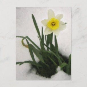 Daffodin im Schnee Postkarte