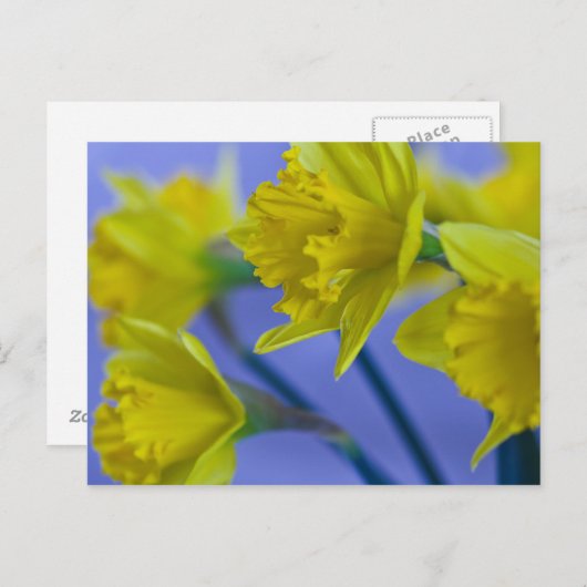 Daffodis Postkarte (Vorne/Hinten)