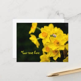 Daffodis Postkarte