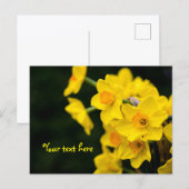 Daffodis Postkarte (Vorne/Hinten)