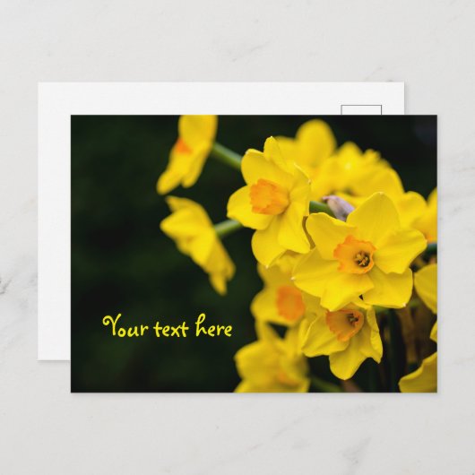 Daffodis Postkarte (Vorne/Hinten)
