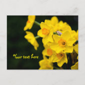 Daffodis Postkarte (Vorderseite)
