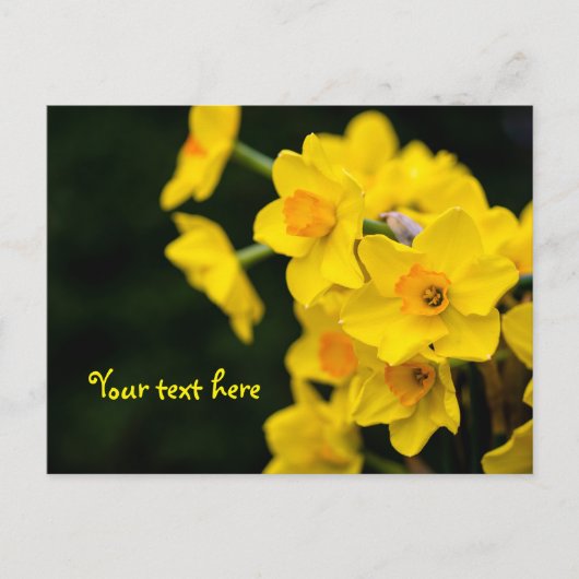 Daffodis Postkarte (Vorderseite)