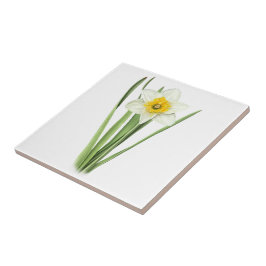 Daffodische Blume Fliese