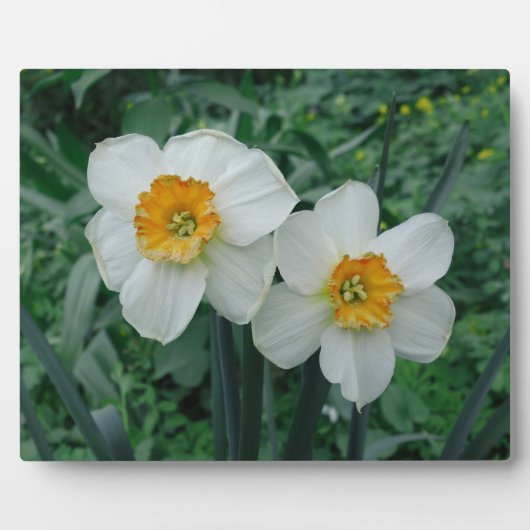 Daffodische Blume Fotoplatte (Vorderseite)