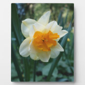 Daffodische Blume Fotoplatte (Vorderseite)