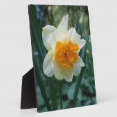 Daffodische Blume Fotoplatte (Seite)