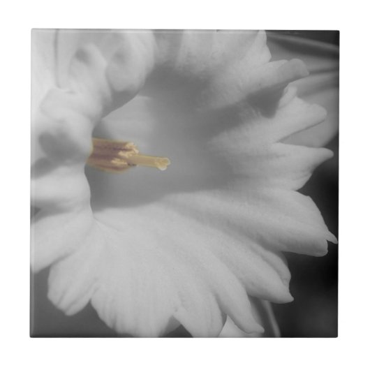 Daffodische Blume in Schwarz-Weiß Fliese (Vorderseite)