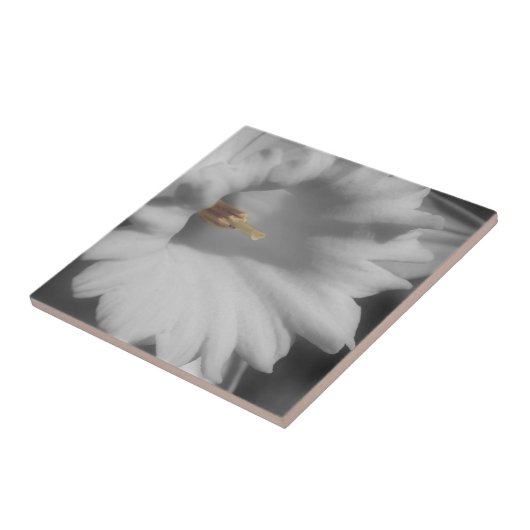 Daffodische Blume in Schwarz-Weiß Fliese (Seite)