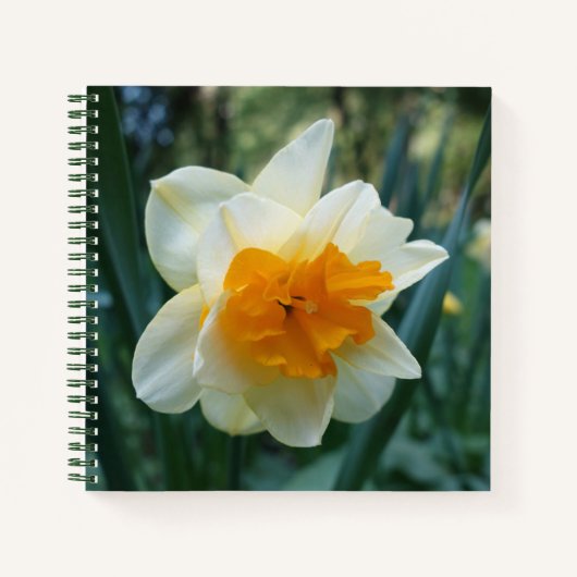 Daffodische Blume Notizblock (Vorderseite)